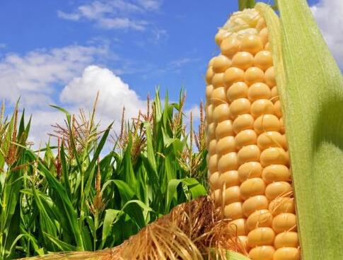 玉米收儲(chǔ)改革把農(nóng)民推向市場，什么玉米價(jià)格會(huì)漲？ 