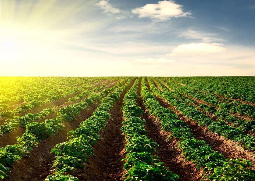 種業(yè)頂風(fēng)前行，必須看清十大形勢！