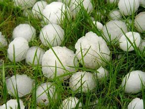 冰雹肆虐致多地作物絕收，急救措施可知曉？