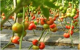 西紅柿根腫病的病害癥狀、發(fā)生規(guī)律及防治措施