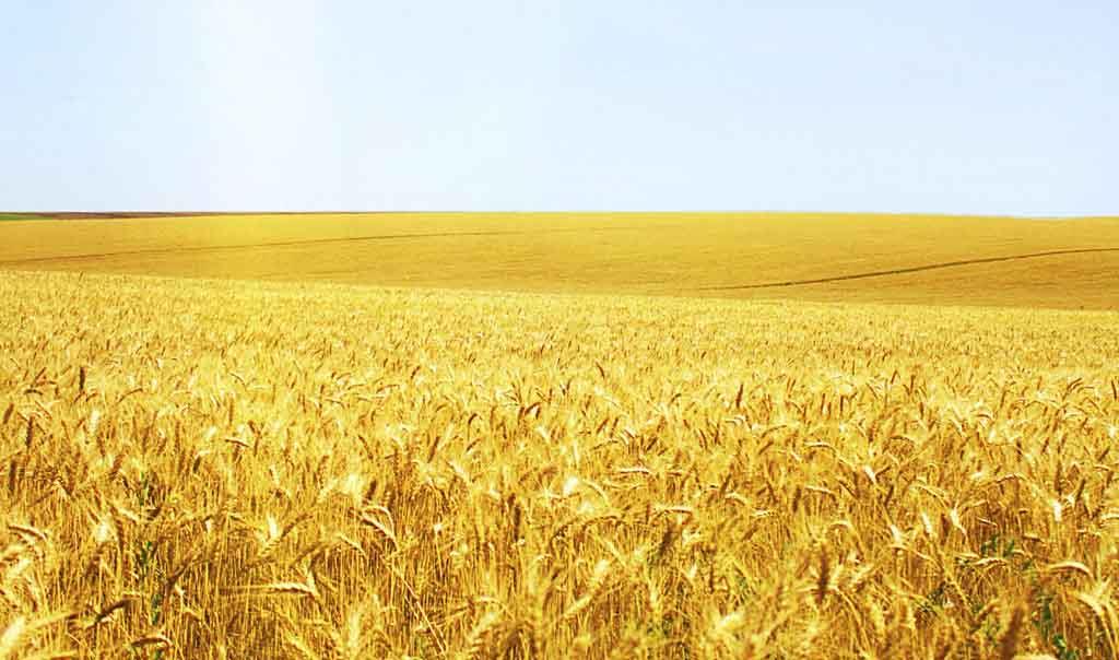 小麥冬前管理關(guān)鍵期，做好這些來年才能豐收豐產(chǎn)！