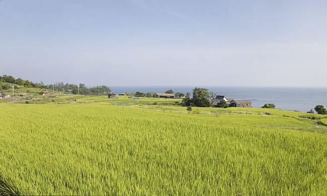 全國(guó)農(nóng)業(yè)技術(shù)推廣服務(wù)中心發(fā)布水稻病蟲(chóng)情報(bào)，預(yù)計(jì)水稻紋枯病發(fā)生偏重