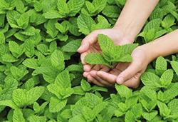 農(nóng)作物8月常見(jiàn)病蟲(chóng)害，怎樣防治見(jiàn)效快？