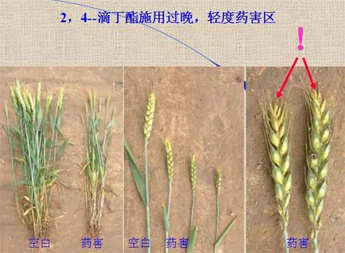 除草劑無時不刻發(fā)生變化，激素類除草劑未來還會在農(nóng)業(yè)舞臺上繼續(xù)發(fā)揮更大作用
