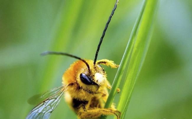 新煙堿類農(nóng)藥已進(jìn)入衰退期，呋蟲胺將何去何從？