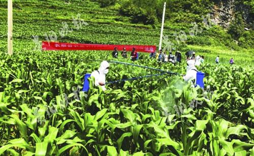 發(fā)生提前，5種藥劑退出國家推薦名單，今年草地貪夜蛾防控形勢依然嚴峻！