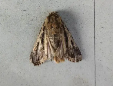 警惕！草地貪夜蛾已入侵河北省7個縣